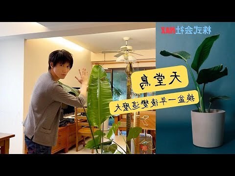天堂鳥 澆水